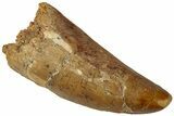 Bargain, Carcharodontosaurus Tooth - Real Dinosaur Tooth #311036-1